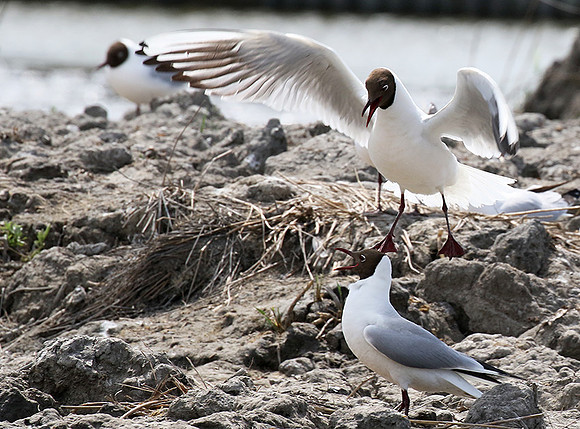 Black-headed gull - Camargue