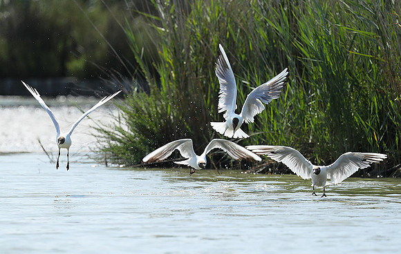 Black-headed gull - Camargue
