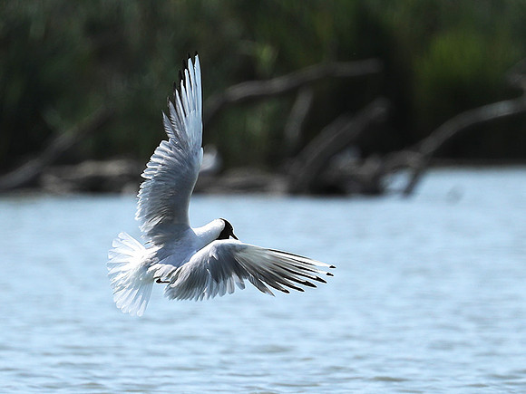 Black-headed gull - Camargue