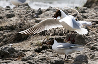 Black-headed gull - Camargue