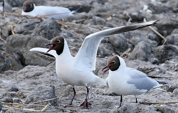 Black-headed gull - Camargue