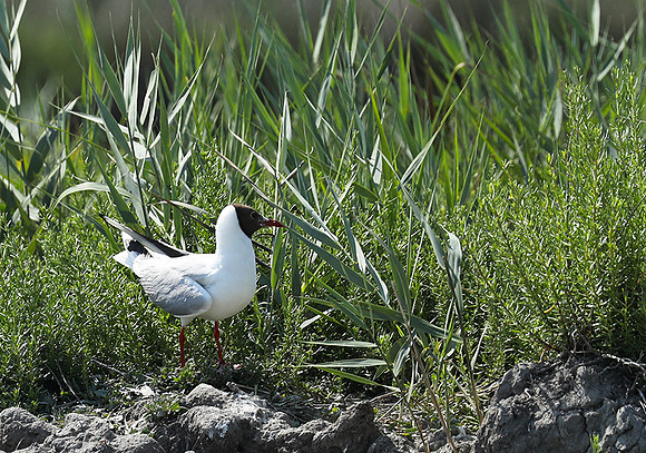 Black-headed gull - Camargue