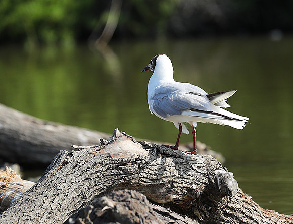 Black-headed gull - Camargue
