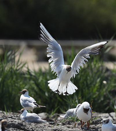 Black-headed gull - Camargue