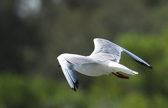 Black-headed gull - Camargue