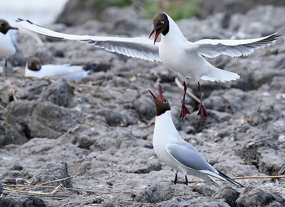 Black-headed gull - Camargue