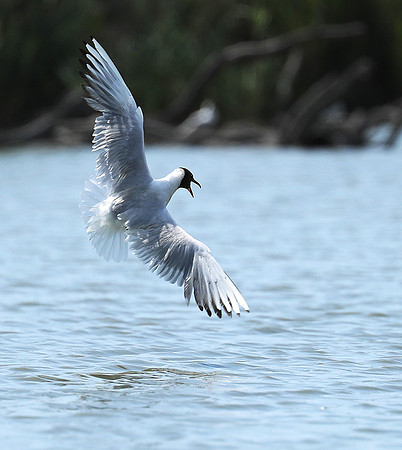 Black-headed gull - Camargue