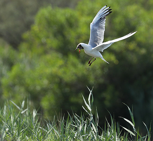 Black-headed gull - Camargue