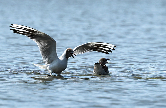 Black-headed gull - Camargue
