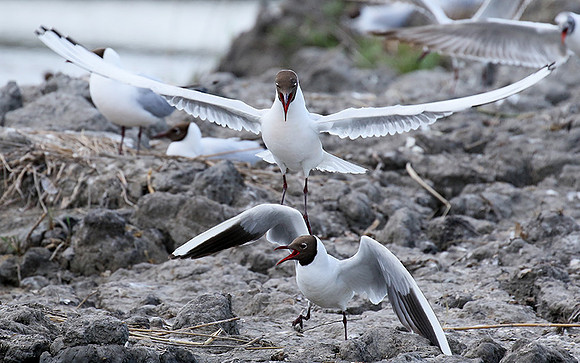 Black-headed gull - Camargue