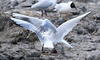 Black-headed gull - Camargue
