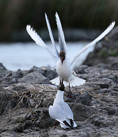 Black-headed gull - Camargue