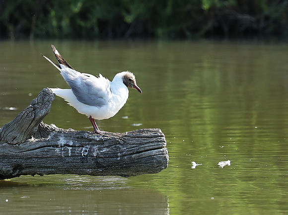 Black-headed gull - Camargue