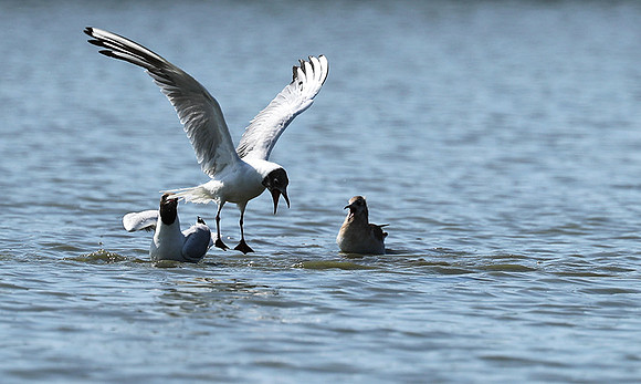 Black-headed gull - Camargue