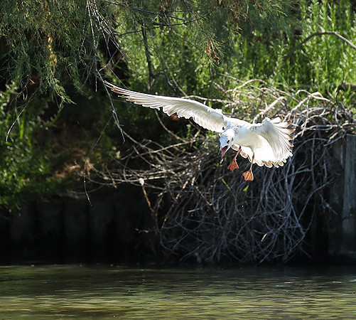 Black-headed gull - Camargue