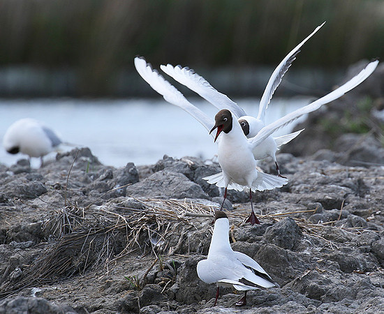 Black-headed gulls