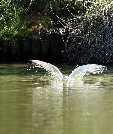 Black-headed gull - Camargue