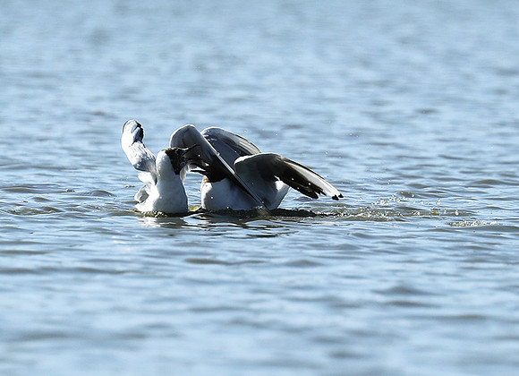 Black-headed gull - Camargue