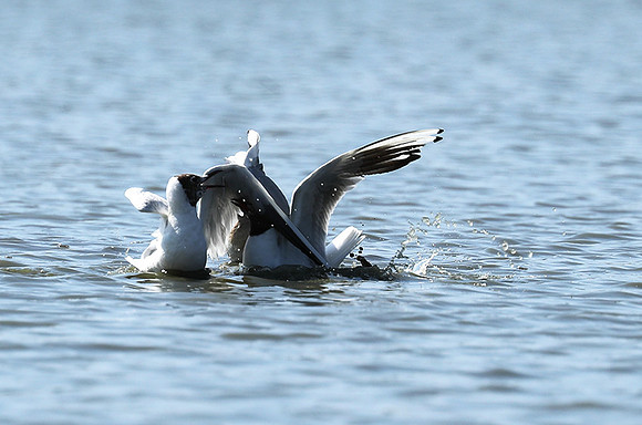 Black-headed gull - Camargue