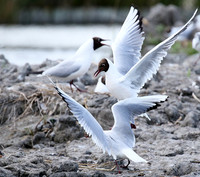 Black-headed gull - Camargue