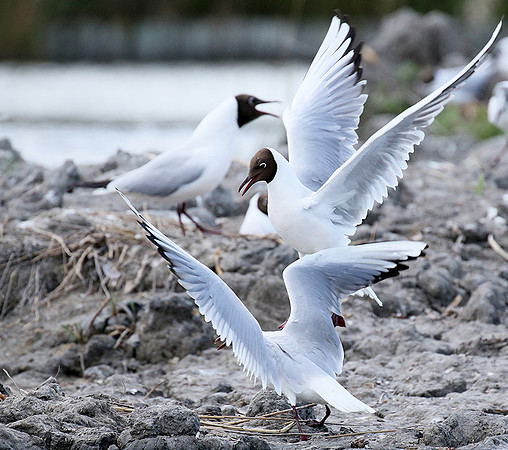 Black-headed gull - Camargue