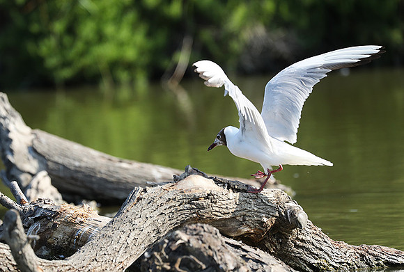 Black-headed gull - Camargue
