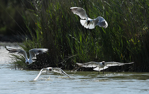 Black-headed gull - Camargue