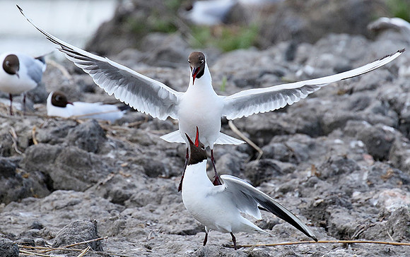 Black-headed gull - Camargue