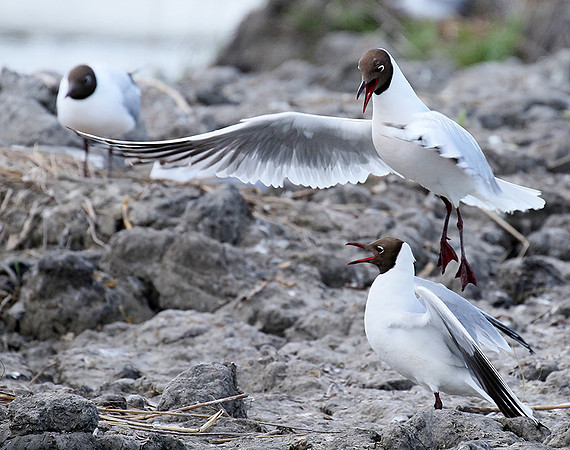 Black-headed gull - Camargue