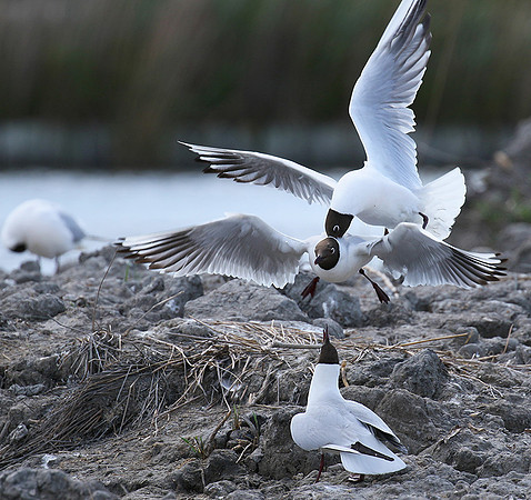 Black-headed gulls