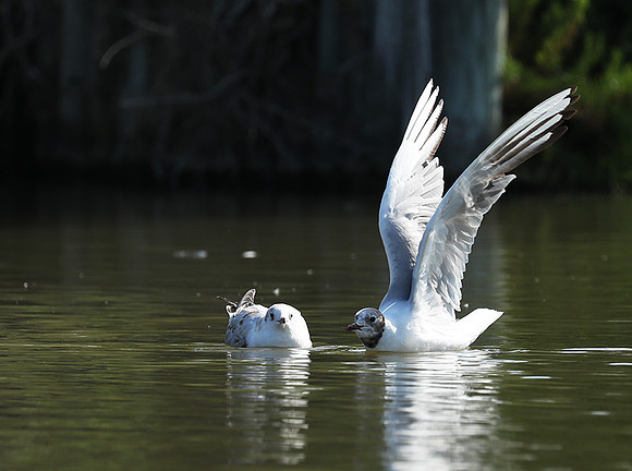 Black-headed gull