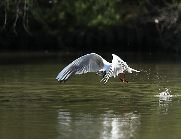 Black-headed gull