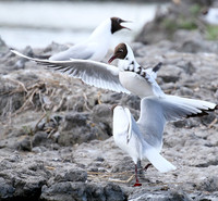 Black-headed gull - Camargue