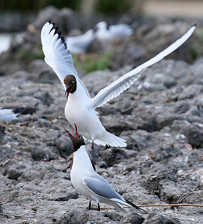 Black-headed gull - Camargue