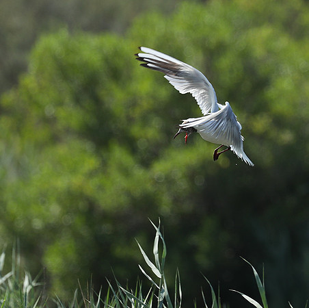 Black-headed gull - Camargue
