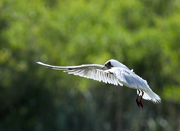 Black-headed gull - Camargue
