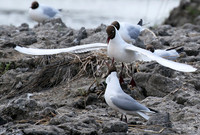 Black-headed gull - Camargue