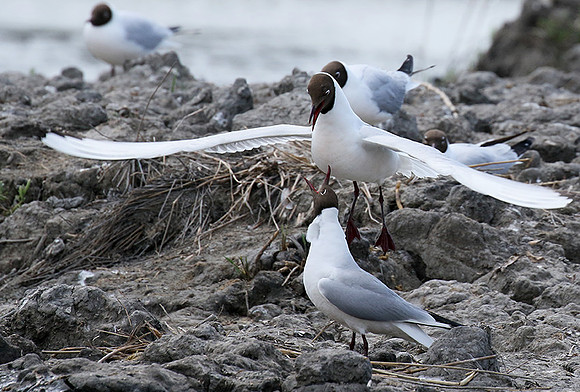 Black-headed gull - Camargue