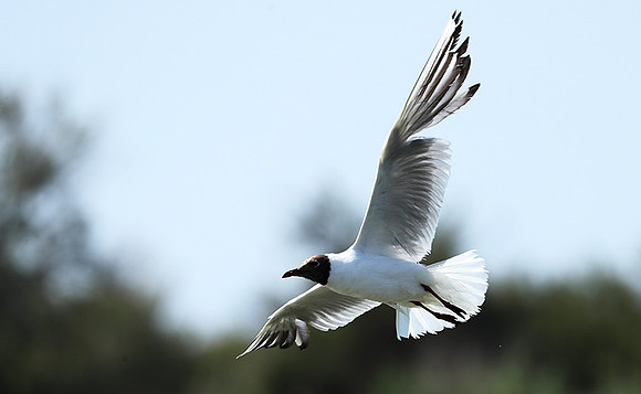 Black-headed gull - Camargue