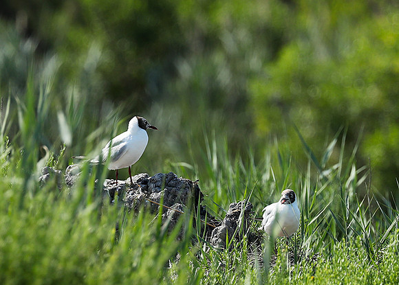Black-headed gull - Camargue