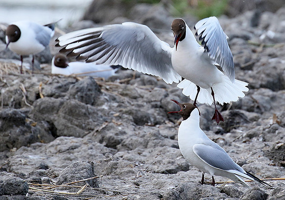 Black-headed gull - Camargue