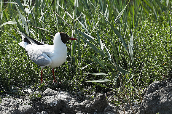 Black-headed gull - Camargue