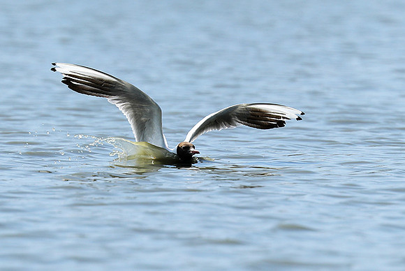 Black-headed gull - Camargue