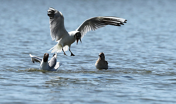 Black-headed gull - Camargue