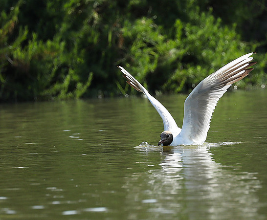 Black-headed gull - Camargue