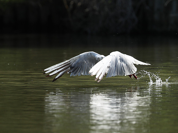 Black-headed gull