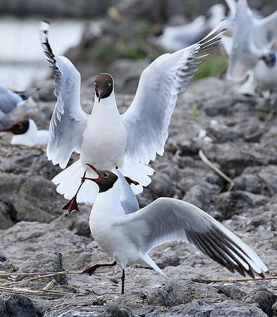 Black-headed gull - Camargue