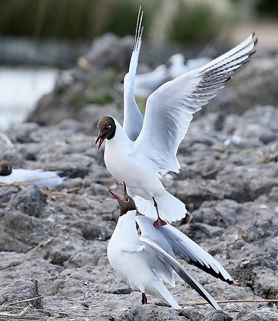 Black-headed gull - Camargue