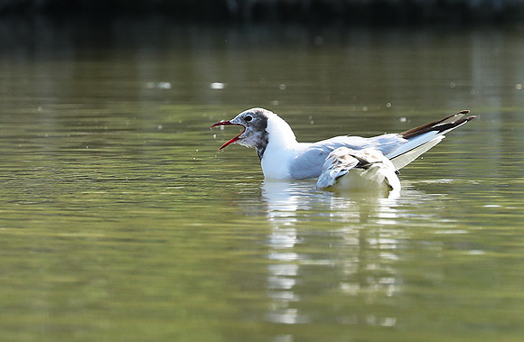 Black-headed gull - Camargue