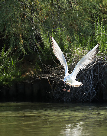 Black-headed gull - Camargue